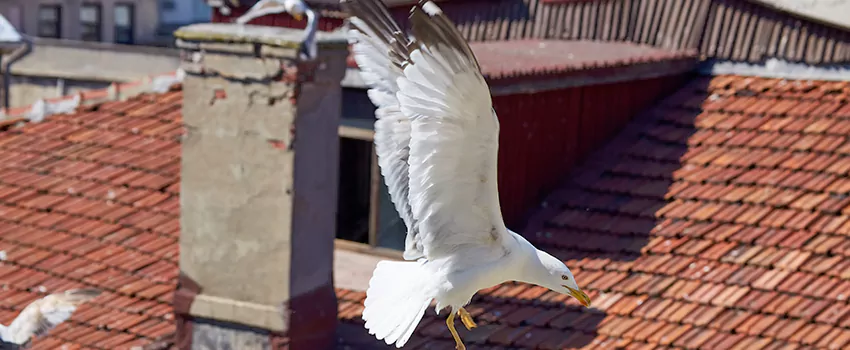 Residential Chimney Animal Removal Solution in La Palma, CA